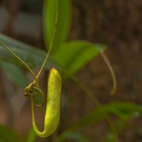 Nepenthes distillatoria L.